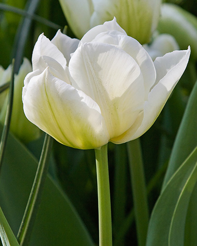 Tulipán plnokvetý skorý Northcap 11/12, 100 ks